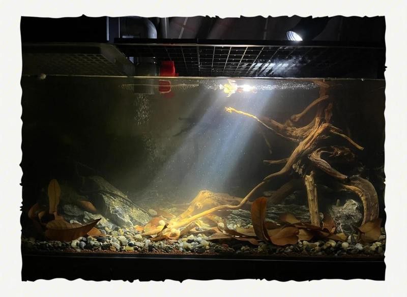 雷龍魚混養(yǎng)需要多大的魚缸？