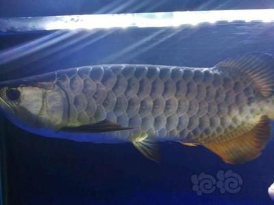 50公分的龍魚在飼養條件、喂食情況和價值等方面都有所不同：50公分的龍魚在飼養條件、喂食情況、價值和個體差異