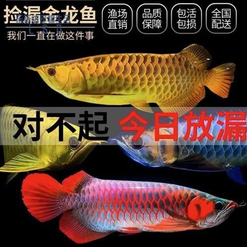 龍魚魚場都有哪些魚類圖片 龍魚魚場都有哪些魚類圖片 龍魚百科 第21張