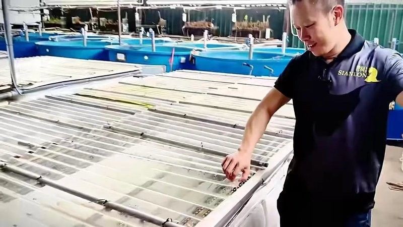 龍魚魚場都有哪些魚類圖片 龍魚魚場都有哪些魚類圖片 龍魚百科 第29張