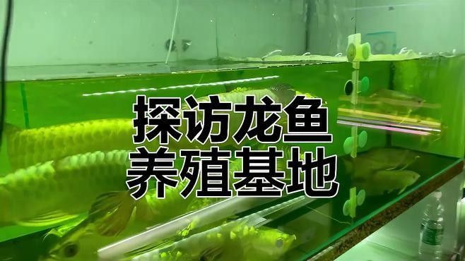 龍魚魚場都有哪些魚類圖片 龍魚魚場都有哪些魚類圖片 龍魚百科 第28張