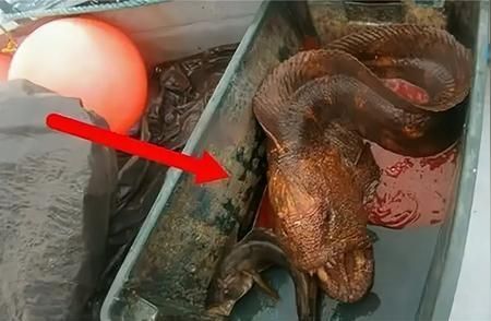 龍魚的故事：關(guān)于龍魚的一些故事和背景信息