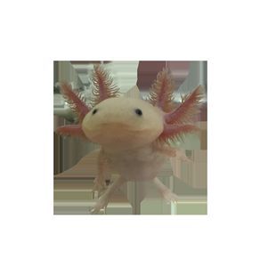 八爪恐龍魚養吉利嗎（八爪恐龍魚養吉利嗎360問答八爪恐龍魚養吉利嗎）