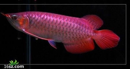 四十公分龍魚食量：四十公分的龍魚的食量 四十公分龍魚食量：四十公分的龍魚的食量 龍魚百科 第2張