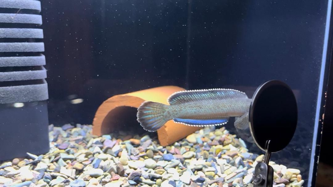 金塵雷龍魚介紹：金塵雷龍魚繁殖技巧,金塵雷龍魚市場價格