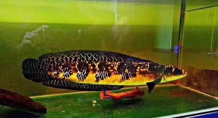 金塵雷龍魚介紹：金塵雷龍魚繁殖技巧,金塵雷龍魚市場價格