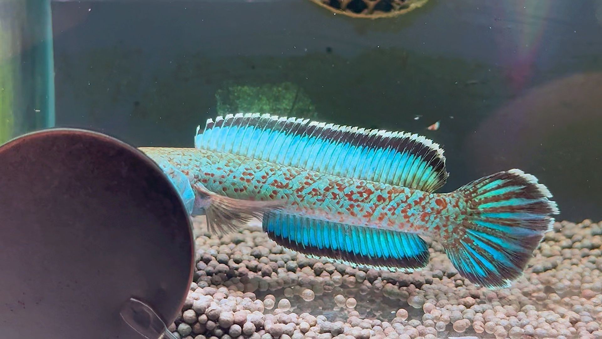 金塵雷龍魚介紹：金塵雷龍魚繁殖技巧,金塵雷龍魚市場價格