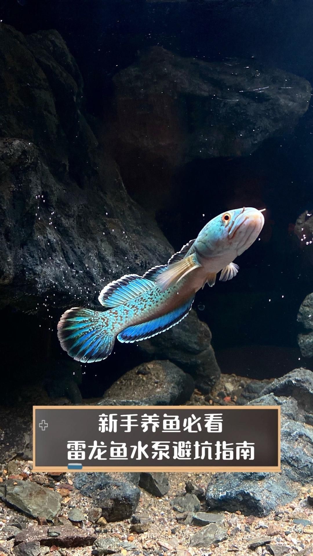 如何選擇適合龍魚(yú)的水泵？