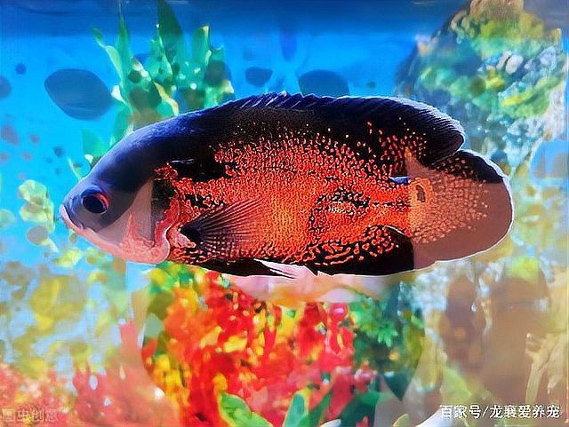 如何選擇適合龍魚的水泵？