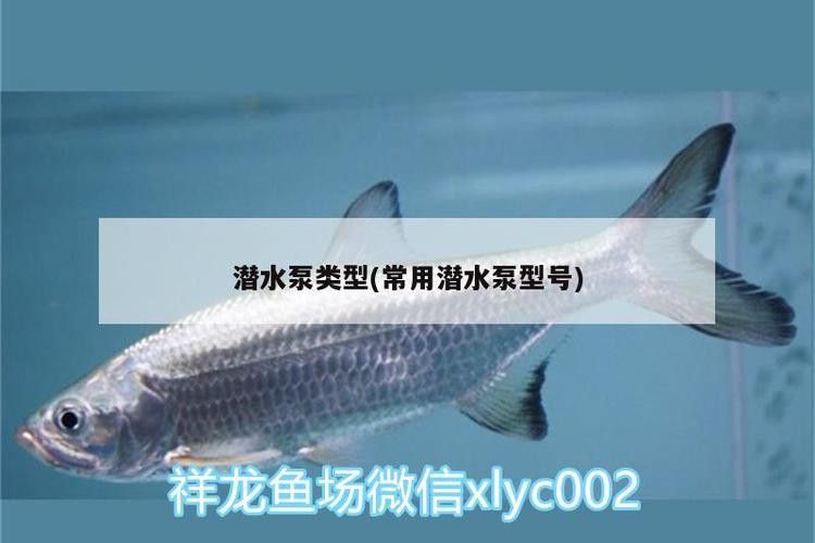 如何選擇適合龍魚的水泵？