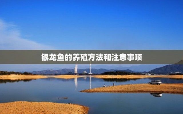 銀龍魚苗隔離觀察步驟：如何判斷銀龍魚苗健康狀況，銀龍魚苗常見疾病的預(yù)防方法