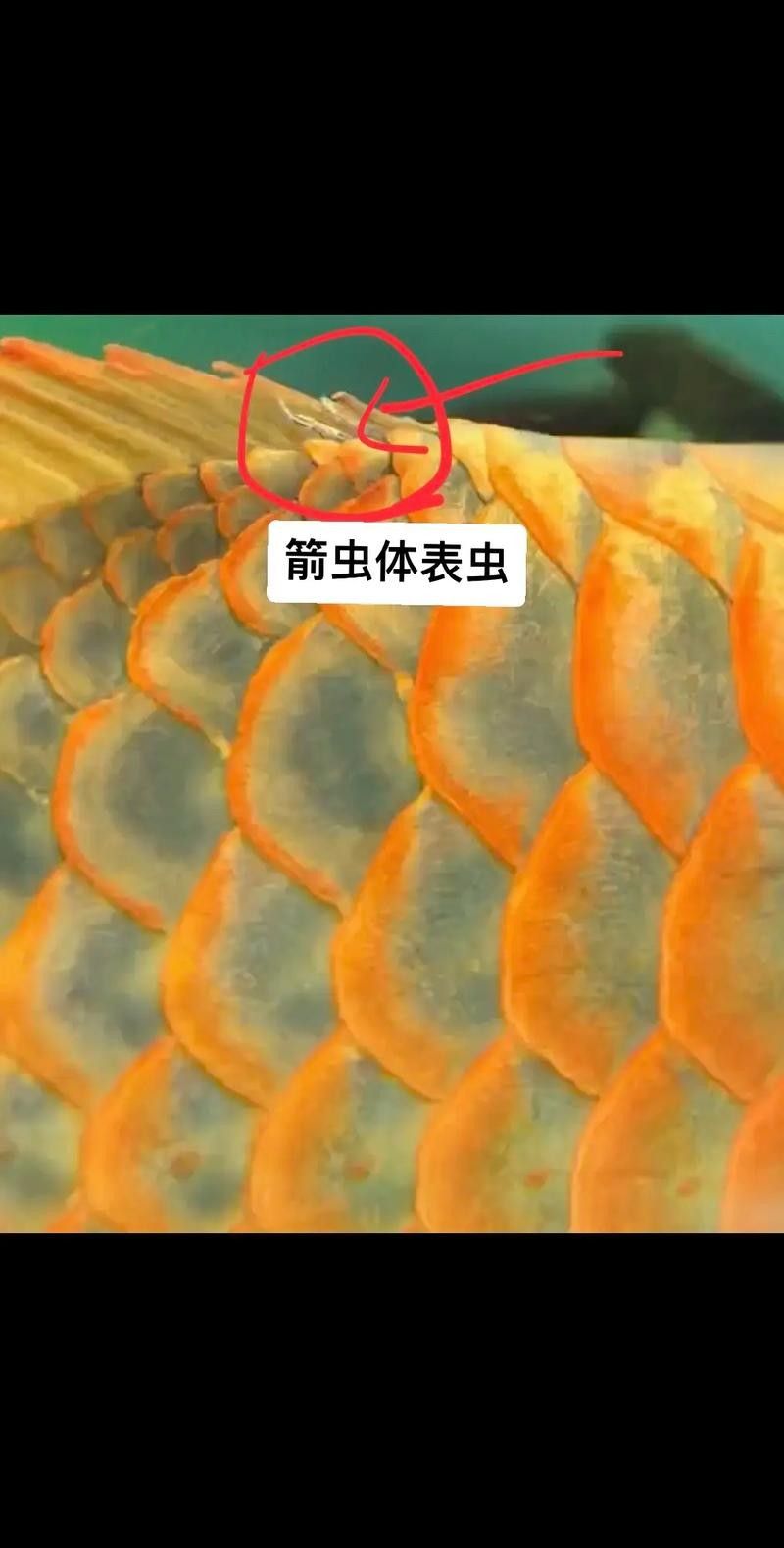 龍魚瘋狂撞缸體內寄生蟲圖片 龍魚瘋狂撞缸體內寄生蟲圖片 龍魚百科 第27張