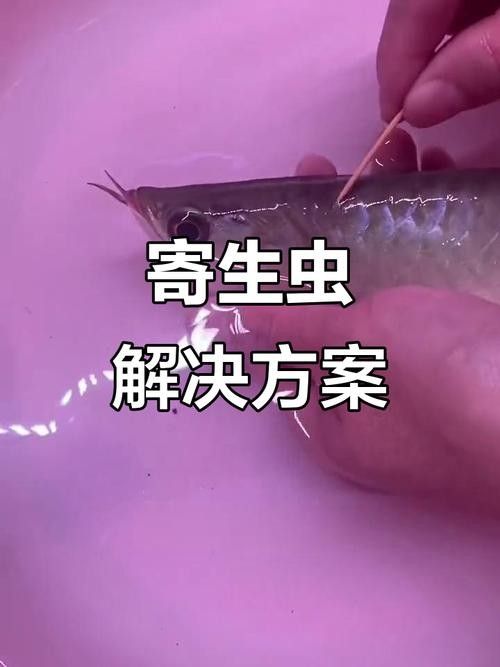 龍魚瘋狂撞缸體內寄生蟲圖片 龍魚瘋狂撞缸體內寄生蟲圖片 龍魚百科 第28張