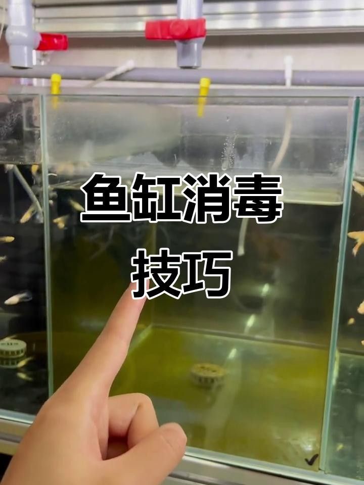 龍魚死亡后，如何徹底清洗魚缸？