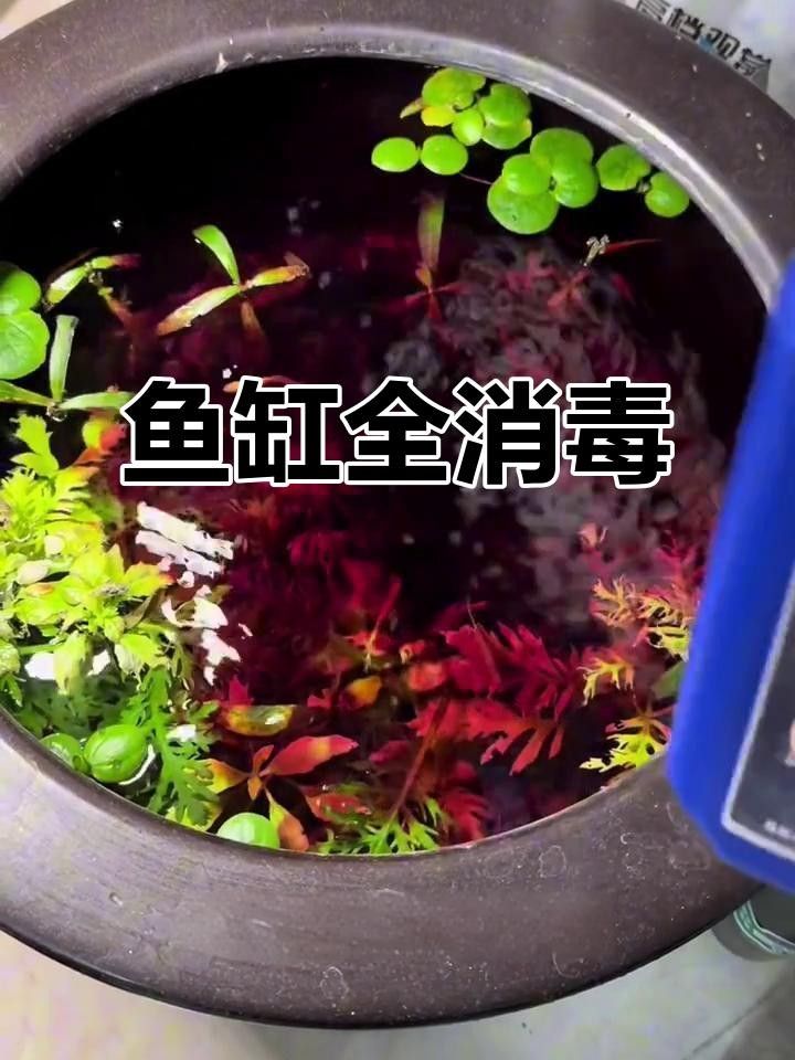 龍魚死亡后，如何徹底清洗魚缸？