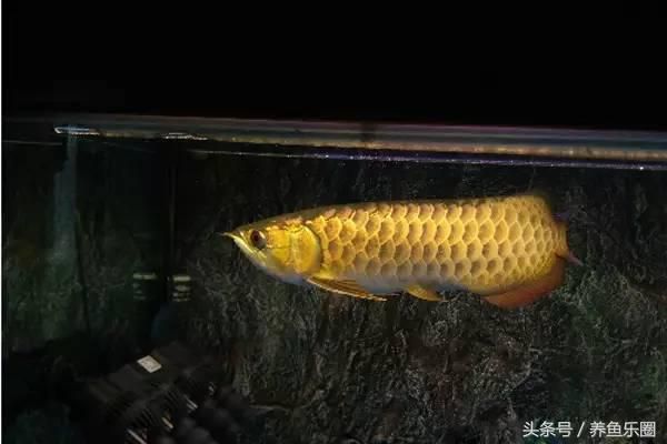 虎魚打龍魚解決辦法（虎魚一直打龍魚怎么辦？） 虎魚打龍魚解決辦法（虎魚一直打龍魚怎么辦？） 龍魚百科 第5張