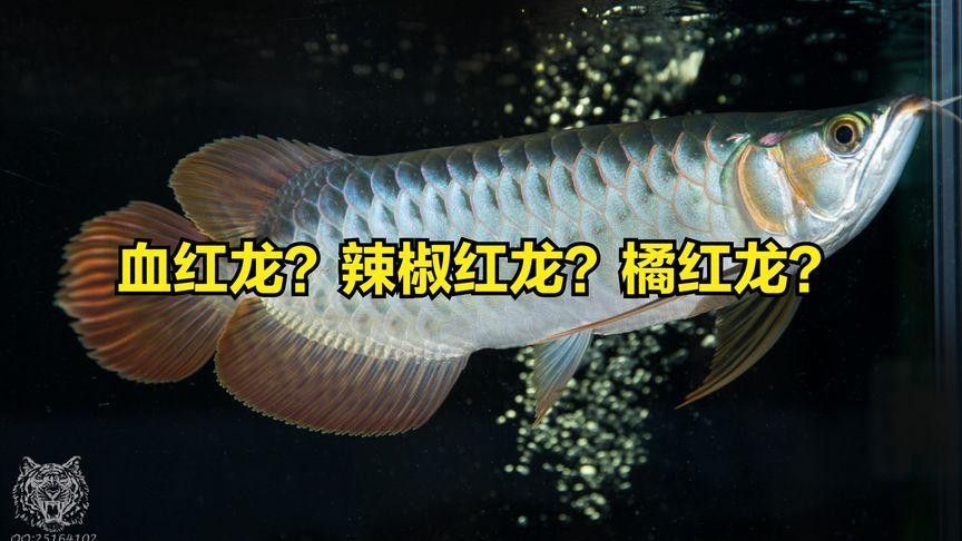 紅龍魚品牌等級分類標準表圖片大全