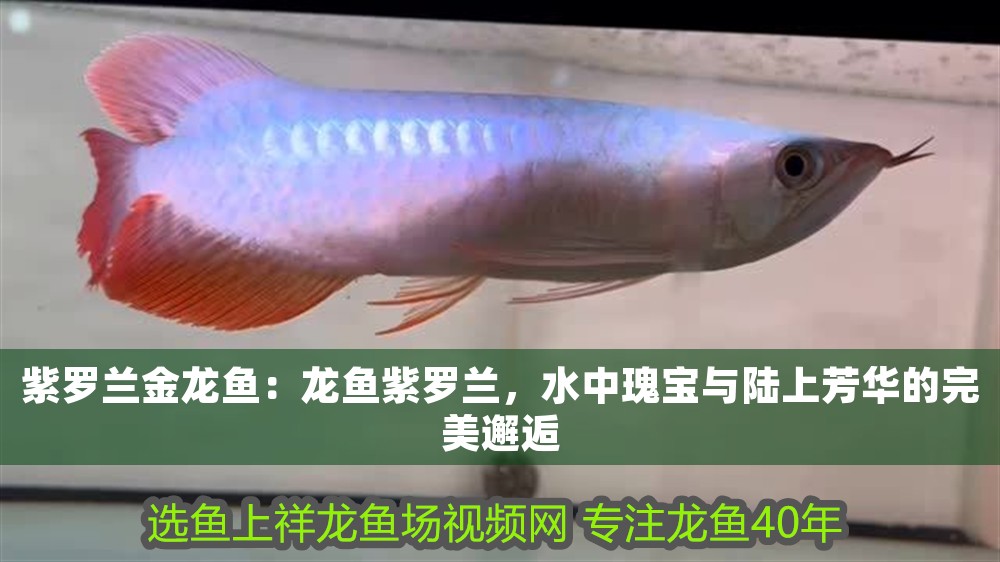 紫羅蘭金龍魚：龍魚紫羅蘭，水中瑰寶與陸上芳華的完美邂逅