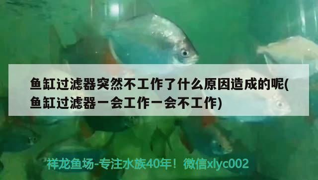魚(yú)缸 紅龍魚(yú)眼睛里有白色物體怎么辦圖片視頻講解(紅龍魚(yú)眼睛里有白色物體怎么辦圖片視頻講解大全) 龍魚(yú)百科 紅龍魚(yú)眼睛里有白色物體怎么辦圖片視頻講解(紅龍魚(yú)眼睛里有白色物體怎么辦圖片視頻講解大全) 紅龍魚(yú)眼睛里有白色物體怎么辦圖片視頻講解(紅龍魚(yú)眼睛里有白色物體怎么辦圖片視頻講解大全) 龍魚(yú)百科