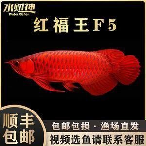 如何模擬紅龍魚的自然棲息環境？