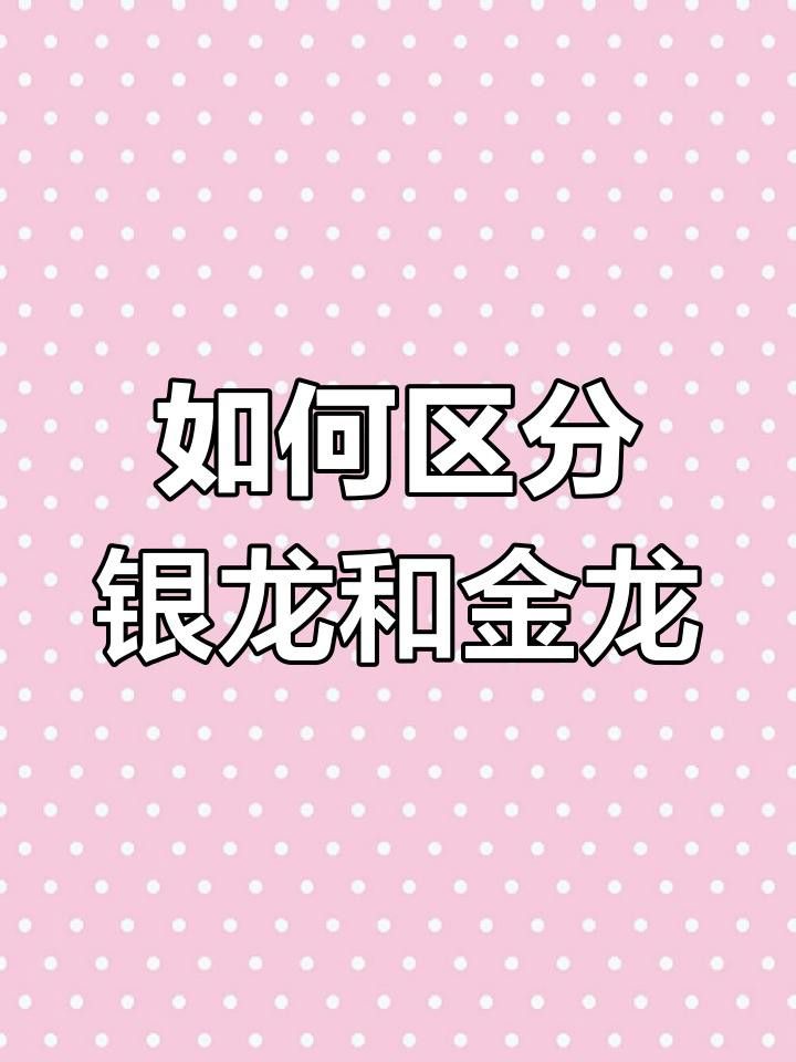 如何區分金龍魚和銀龍魚？ 如何區分金龍魚和銀龍魚？ 龍魚百科 第2張