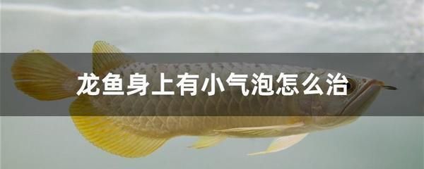 龍魚身上有小氣泡：龍魚身上出現小氣泡可能由多種因素引起龍魚呼吸受阻