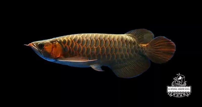 龍魚沉尾多久會死亡？