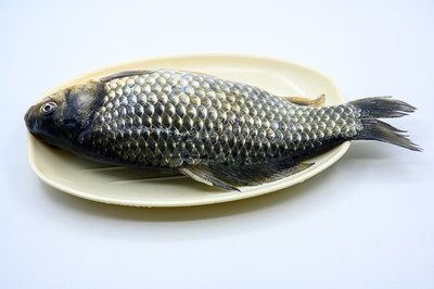 龍魚是否可以吃鯽魚？：龍魚可以吃鯽魚嗎
