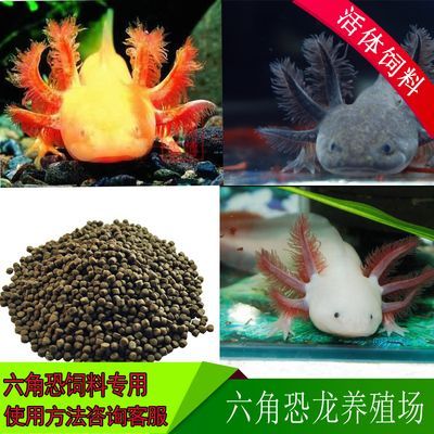 六角恐龍魚飼料可以喂金魚嗎，六角恐龍魚飼料喂金魚的風(fēng)險