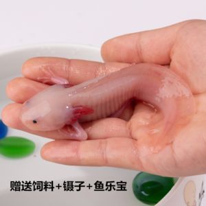 六角恐龍魚飼料可以喂金魚嗎，六角恐龍魚飼料喂金魚的風(fēng)險