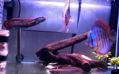雷龍魚能跟什么魚一起養(yǎng)，雷龍魚混養(yǎng)的水質(zhì)要求，雷龍魚混養(yǎng)的空間布局技巧