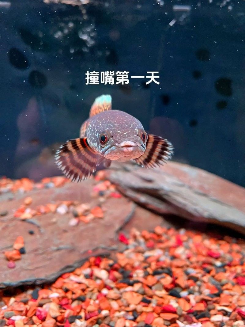 龍魚撞缸嘴巴受傷
