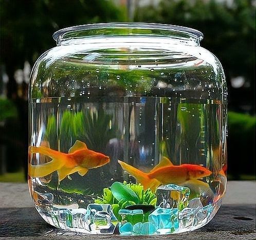 龍魚撞缸嘴巴受傷