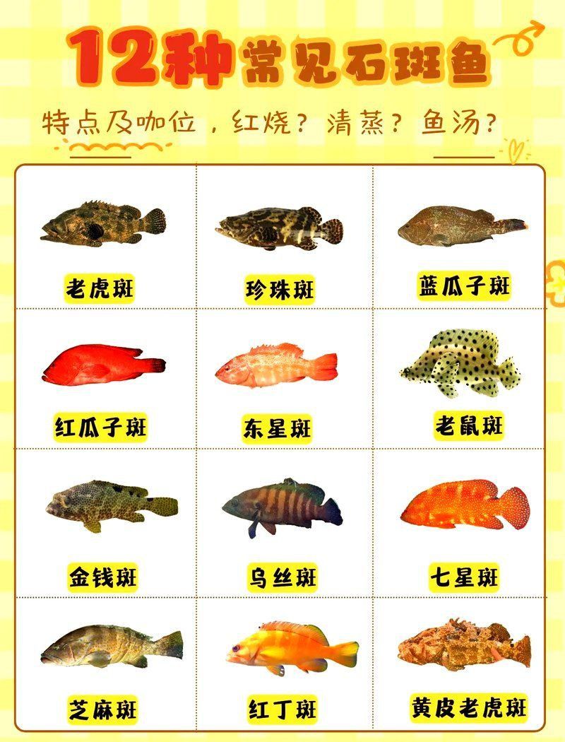 名貴石斑魚品種