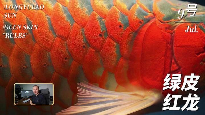 如何區分綠皮紅龍魚的品質？