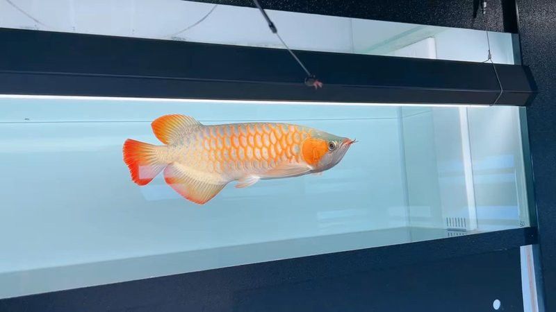 白玉龍魚圖片欣賞視頻