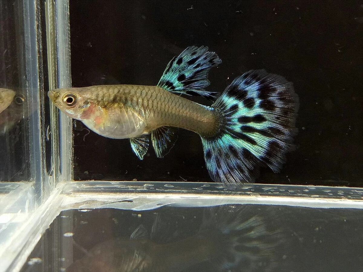 藍龍魚好不好養：藍龍魚好養嗎？