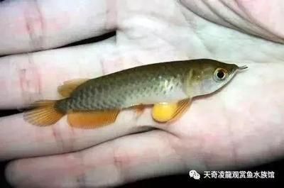 龍魚孵化到小魚需要多久：龍魚孵化期間的水質(zhì)管理技巧