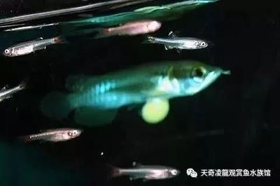 龍魚孵化到小魚需要多久：龍魚孵化期間的水質管理技巧