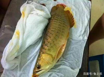 龍魚病死了能吃嗎視頻講解：龍魚病死了能吃嗎