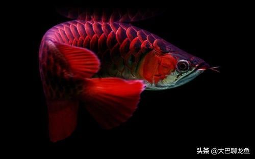 龍魚病死了能吃嗎視頻講解：龍魚病死了能吃嗎