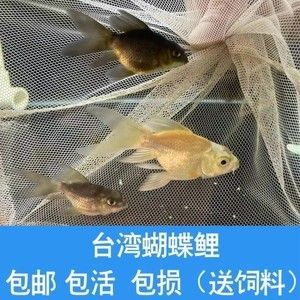 蝴蝶鯉龍魚混養怎么喂：蝴蝶鯉和龍魚混養怎么喂