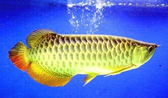 紅尾龍魚圖片大全高清