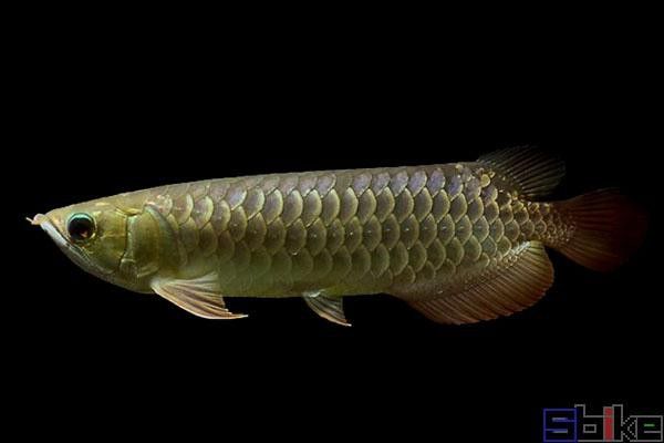 紅尾龍魚圖片大全高清