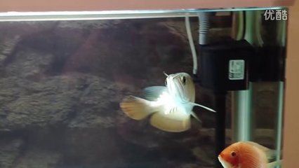 家有金龍魚的擺放方法：金龍魚擺件擺放方法和注意事項金龍魚擺件的擺放方法和注意事項