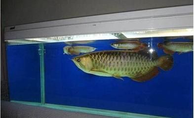 龍魚缸酸堿度多少（龍魚缸ph值波動(dòng)的影響） 龍魚缸酸堿度多少（龍魚缸ph值波動(dòng)的影響） 龍魚百科 第3張