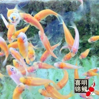 喂龍魚吃的小紅魚是什么魚類呢：喂龍魚吃的小紅魚可能是紅鰭笛鯛，紅鰭笛鯛是什么魚類