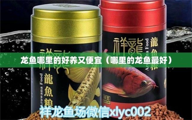 龍魚哪里的好養活：龍魚養殖難易程度分析