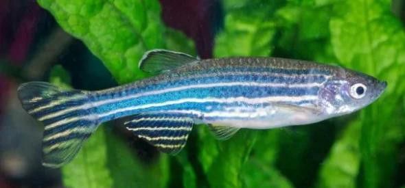 恐龍魚一直在水面上游動 恐龍魚一直在水面上游動 龍魚百科 第3張