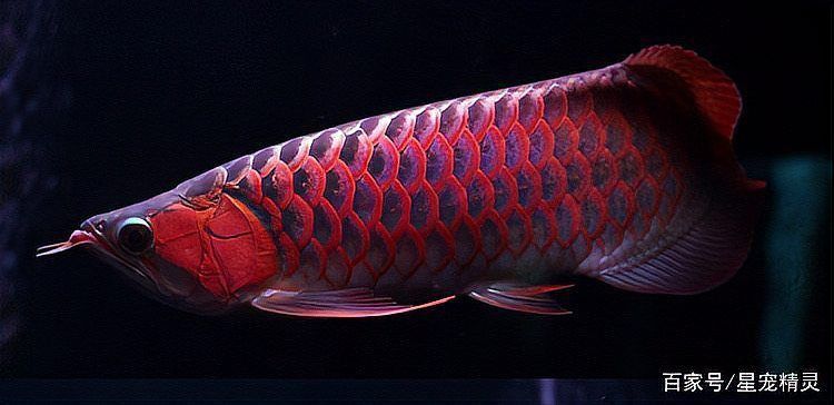 龍魚與紅老虎
